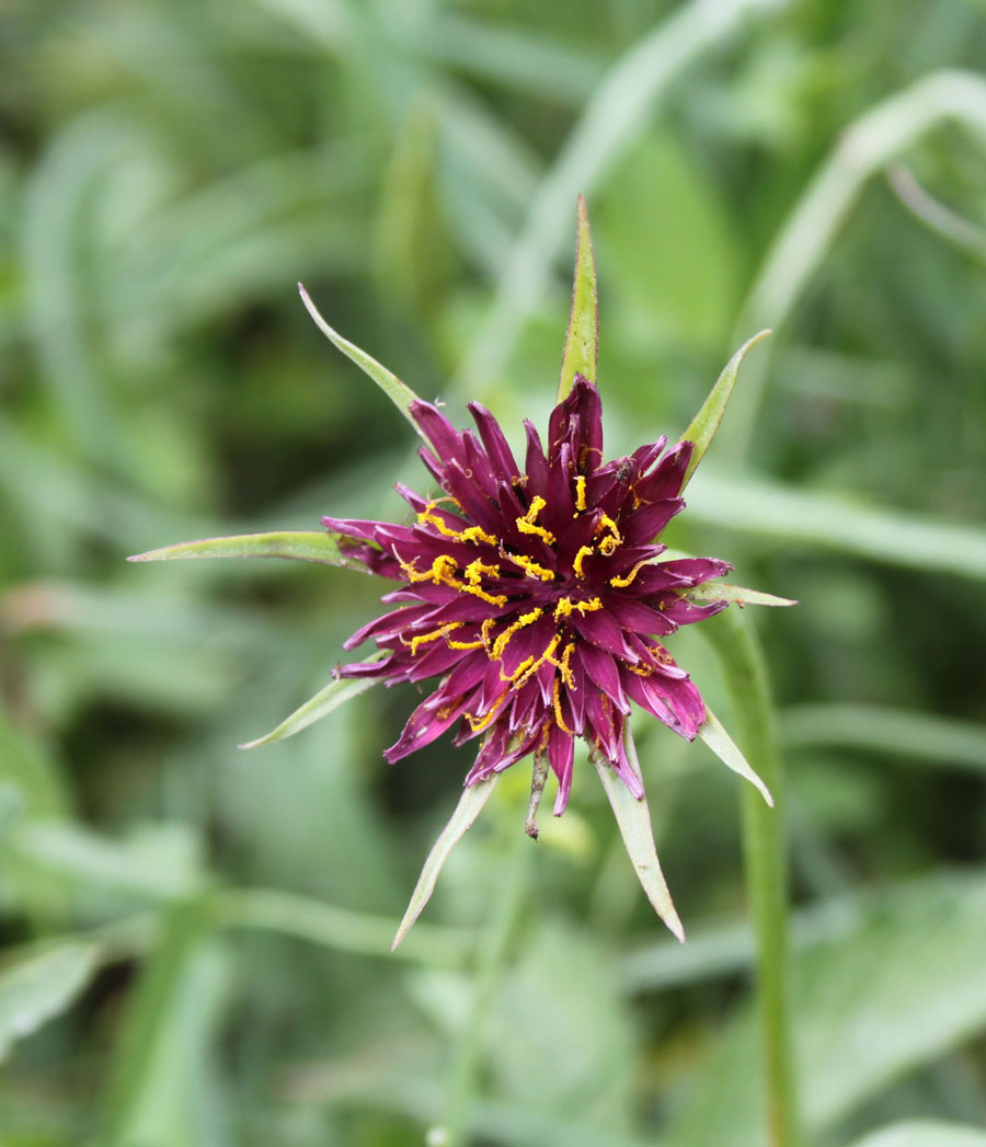 Tragopogon porrifolius / Barba di Becco violetta